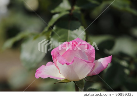 Arao City Ominous Citizen Flower Bed Rose Flower, 90899323