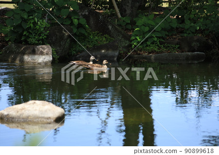 Ducks swimming in the pond 90899618