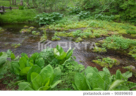 Himekawa headwaters point [Early summer Himekawa headwaters nature exploration garden] 90899693