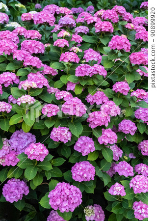 hydrangea hydrangea 90899920