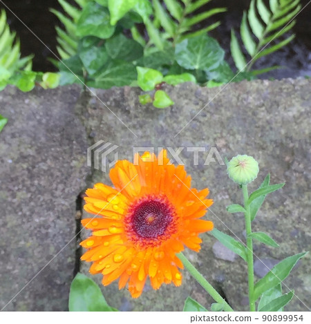 橙色的花,黃色的金盞花,橙色的金盞花 橙色的花,黃色的金盞花,橙色的金盞花 90899954