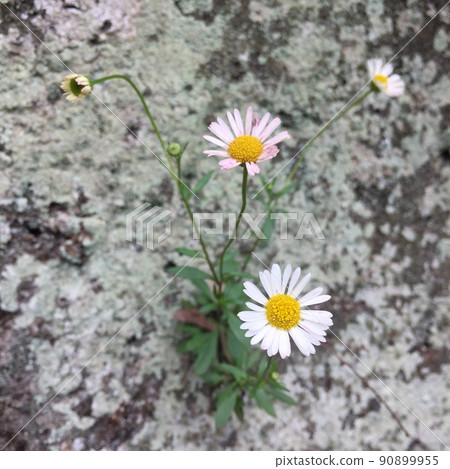 像菊花一樣的花瓣，隨著時間的推移會變色的花朵，小而薄的花瓣 90899955