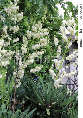 春天日本花園裡盛開的白色絲蘭花 90899961