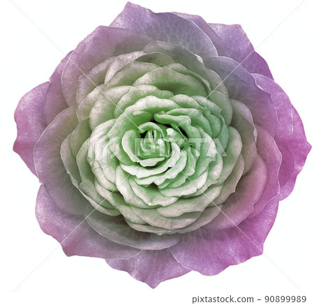 Rose  flower on a white  isolated background. Closeup.  Nature. 90899989