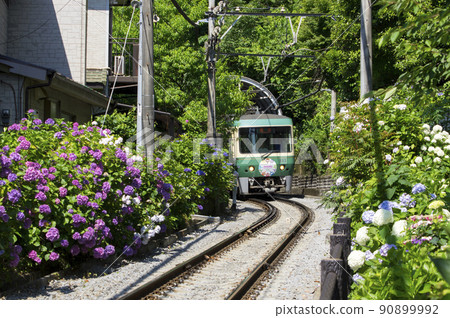 沿著繡球花 90899992