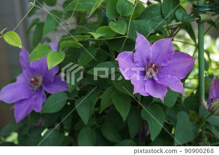 鐵線蓮花 90900268