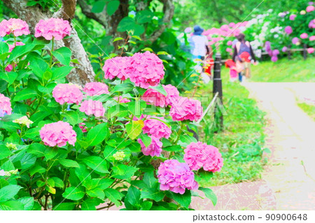 A promenade of hydrangea A promenade of hydrangea 90900648