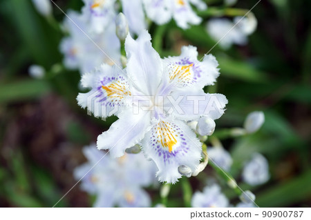 等到薩沙 90900787