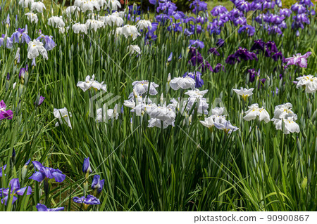 Iris of the Imperial Palace 90900867