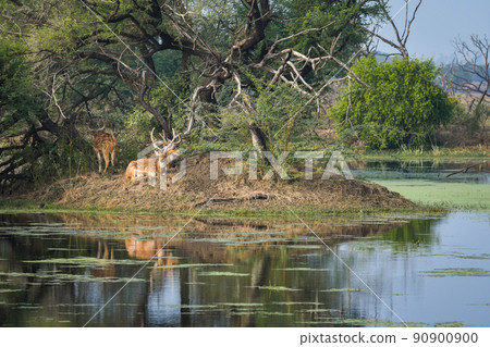 spotted deer herd or group chital or axis axis family in beautiful Scenic landscape with rich nature and full of wildlife at keoladeo national park sanctuary bharatpur rajasthan india asia 90900900