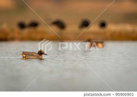 Eurasian teal or common teal or Eurasian green winged teal bird portrait in action swims in golden hour light at keoladeo national park or bharatpur bird sanctuary rajasthan india - Anas crecca Eurasian teal or common teal or Eurasian green winged teal bird portrait in action swims in golden hour light at keoladeo national park or bharatpur bird sanctuary rajasthan india - Anas crecca 90900901