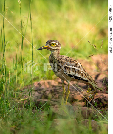 Indian stone curlew or Indian thick knee bird portrait in natural green background at ranthambore national park or forest reserve sawai madhopur rajasthan india - Burhinus indicus 90900902