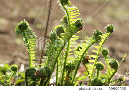 從早春發芽的蕨類可食用野生植物和kogomi 90900968