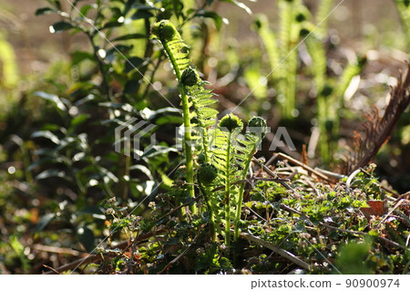 從早春發芽的蕨類可食用野生植物和kogomi 從早春發芽的蕨類可食用野生植物和kogomi 90900974