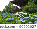 Hydrangea in full bloom 90901027