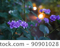 Hydrangea in full bloom 90901028