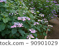 Hydrangea in full bloom 90901029