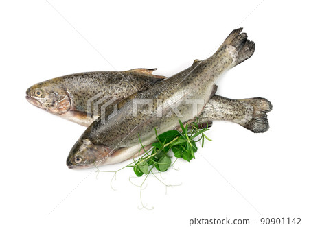 Raw Trout Isolated Raw Trout Isolated 90901142