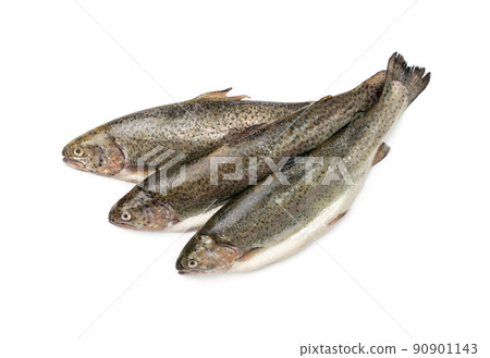 Raw Trout Isolated 90901143