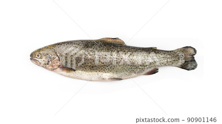 Raw Trout Isolated 90901146