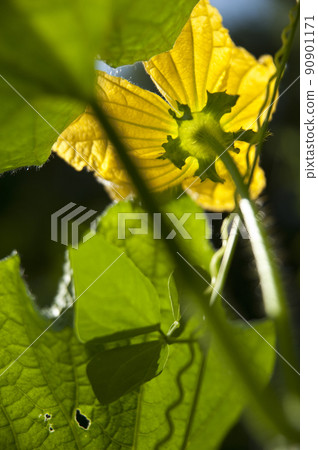 Vegetables Vegetables 90901171