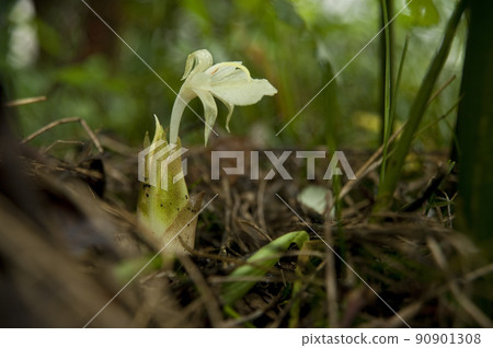 Vegetables Vegetables 90901308