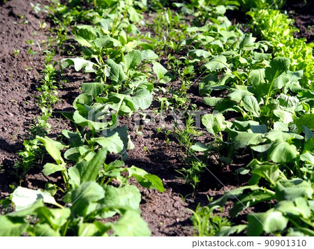 Growing radishes, lettuce, dill and cilantro outdoors in sunlight. Farming and growing natural vegetables. 90901310