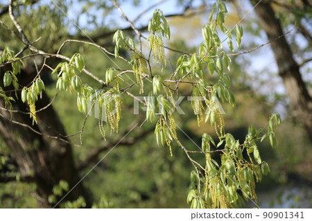 Quercus sprout 90901341