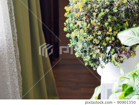 Aichrizon, the tree of love. Flower with small yellow Chlorophytum flowers. 90901350