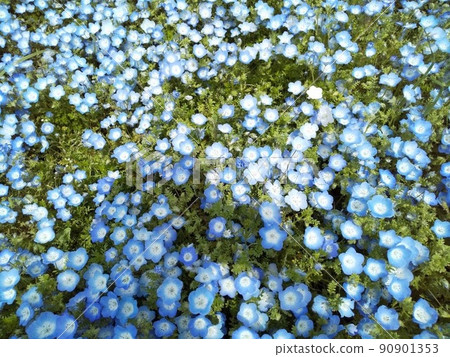 National Hitachi Seaside Park, Nemophila National Hitachi Seaside Park, Nemophila 90901353