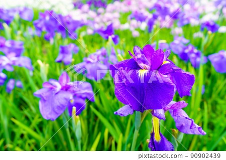 Iris flower 90902439