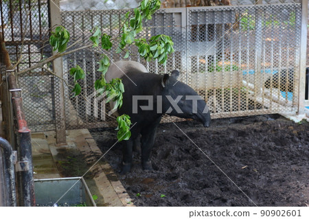 Malayan tapir at the zoo that moves the nose 90902601