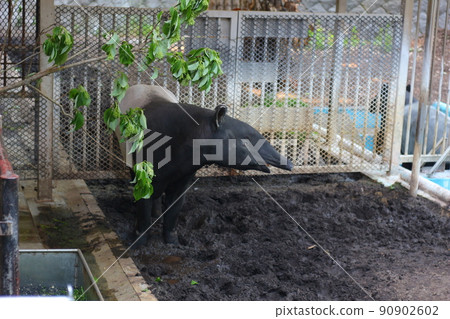 Malayan tapir at the zoo that moves the nose 90902602