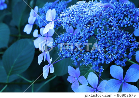 Hydrangea ☆ Blue 90902679