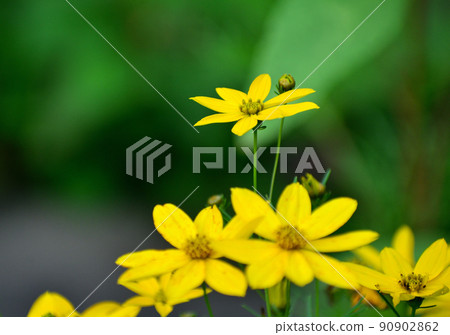 薏苡黃花 90902862