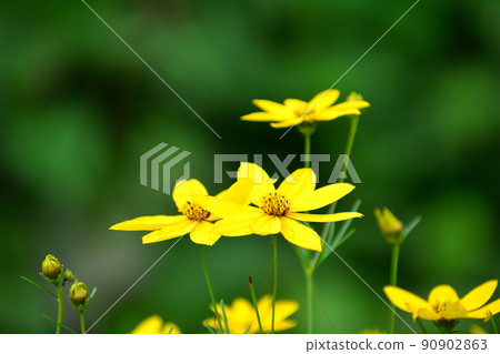 薏苡黃花 薏苡黃花 90902863