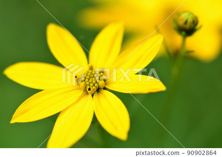 Yellow flower of nipplewort Yellow flower of nipplewort 90902864