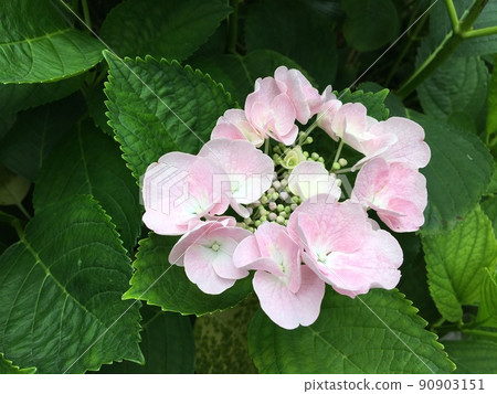 Light pink hydrangea flowers Light pink hydrangea flowers 90903151