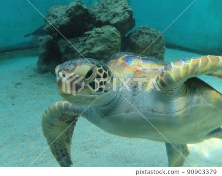 在水族館游泳的赤蠵龜 90903379