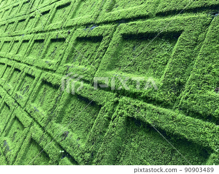 Block 05 with green moss on one side Block 05 with green moss on one side 90903489