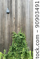 有現代燈爬行常春藤的自然木牆壁 90903491