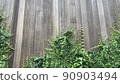 傾斜角的常春藤爬行的天然板牆的背景材料 90903494