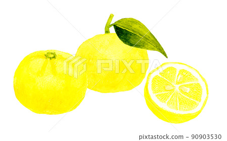 Yuzu illustration set Fruit hand-painted watercolor illustration material 90903530