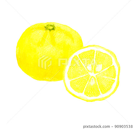 Hand-painted watercolor illustration material of yuzu fruit cut in half Hand-painted watercolor illustration material of yuzu fruit cut in half 90903538