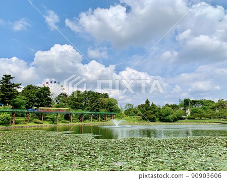Fresh green and water lilies on the waterside [Minami Park Mitagairiike / Okazaki City, Aichi Prefecture] 90903606