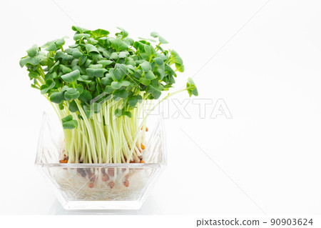 蘿蔔蘿蔔 90903624