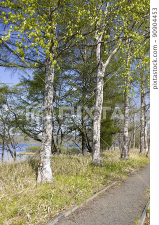 北海道的托羅湖長廊 90904453