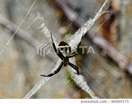 Argiope boesenberg ♀ 圓網和穩定 90904575