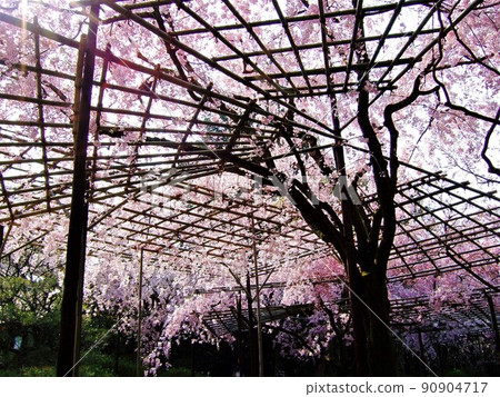 京都平安神宮的垂枝櫻花 京都平安神宮的垂枝櫻花 90904717