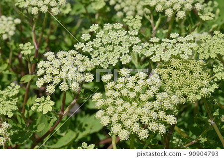Perennial plant of Button Siler (Umbelliferae) 90904793